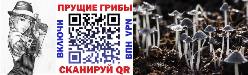 сайты даркнета клад  Пудож  Псилоцибиновые грибы Psilocybe 
